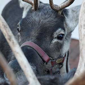 Reindeers